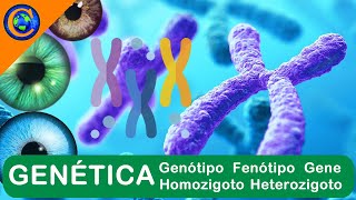 GENÉTICA  GENES CARACTERÍSTICAS GENÓTIPO FENÓTIPO HOMOZIGOTO HETEROZIGOTO [upl. by Phyllis]