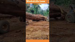 Log loader forestry machine lifting a huge log onto a truck [upl. by Jarlen]