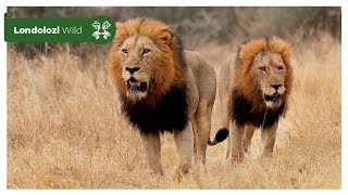 4K Wildlife Uninterrupted Magic  Ndzhenga Males Walk Right Past Us [upl. by Omidyar]