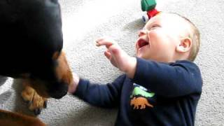 Rottweiler causing a baby laugh attack [upl. by Rycca]