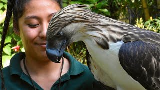 MGA BAGAY NA DI MO PA ALAM TUNGKOL SA PHILIPPINE EAGLE  iJUANTV [upl. by Eltrym]