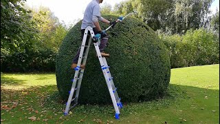 Annual TRIMMING of a Large Boxwood Shrub [upl. by Sprague911]