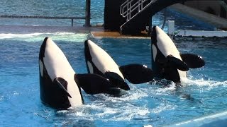 One Ocean Full Show  SeaWorld San Diego  June 23 2014 [upl. by Ner]