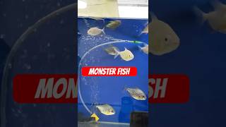 Monster fish 🐟😳 monsterfishtank monsterfish pacufish arwanafish goldfish [upl. by Eckart]