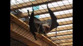 The Biggest Bat in the World  Flying Fox [upl. by Eelame441]