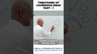 Tributaries Of Cavernous Sinus Part 01 drnajeeb drnajeeblectures shortvideo youtubeshorts [upl. by Hersch]