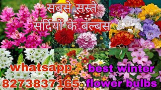 cheap and best winter flower bulbs सर्दियों के सबसे अच्छे बल्बस whatsapp 8273837165 [upl. by Nafis23]