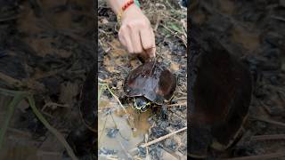 Simple but very Mom careful turtles 🐢outdoors camping bushcraft [upl. by Sterner]