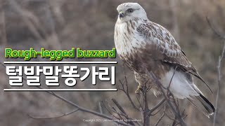 Roughlegged buzzard 털발말똥가리 최종 [upl. by Slotnick850]