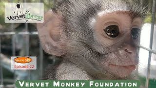 Witness the introduction of orphan baby monkeys Anya and Danny to their new foster moms [upl. by Haag]