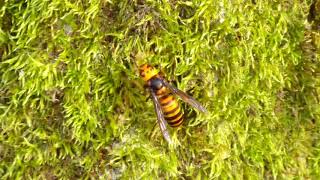 Parasitized Japanese Giant Hornet ネジレバネに寄生されたオオスズメバチ♀がコナラ樹液を吸汁 [upl. by Snilloc]