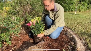 Planting Asiatic Lilies [upl. by Glassman]