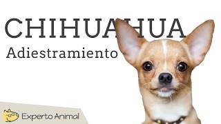 My chihuahua started to talking😱😱😱 [upl. by Aryt]