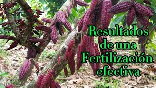 ✅ FERTILIZACION agricola en cultivo de cacao🍫 BUENA PRODUCCION🌱 [upl. by Orsino789]