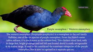 Purple Swamphen Sultana Bird Western Swamphen  Porphyrio Porphyrio [upl. by Law]