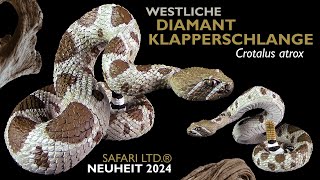 Safari Ltd ® Westliche Diamant Klapperschlange  Crotalus atrix  Western Diamondback Rattlesnake [upl. by Dalpe]