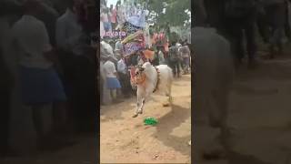 Devara entry on jallikattu chittoor jallikattusong jallikattutraining [upl. by Dewayne]