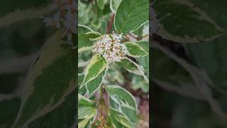 CORNUS alba Sibirica Variegata flowers [upl. by Solim]