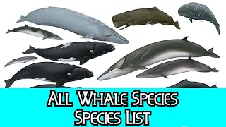 All Whale Species  Species List [upl. by Adnolohs]