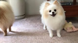 female pomeranian dog barking  pomeranian Puppies Barking [upl. by Neelia]