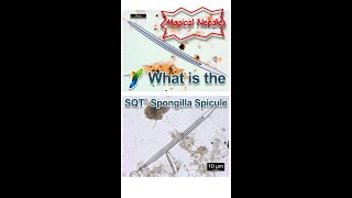 What is the SQT® Spongilla Spicule of Hydrolyzed Sponge Extract？ [upl. by Cormier470]