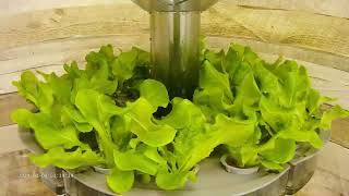 Butterhead Hydroponic Timelapse [upl. by Lacagnia679]