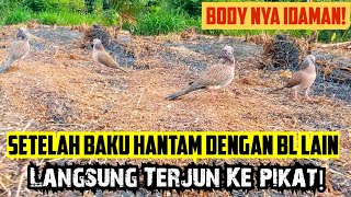 Setelah Baku H4ntam Dengan BL Lain  Target Langsung Turun Ke pikat  Body nya Idaman Pemikat [upl. by Hadihahs42]