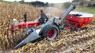 Picking Corn On A Small Family Dairy Farm Harvest 2024 [upl. by Pals]