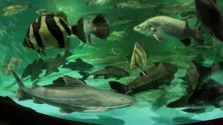 14 fish upgrade 1800g to 4500g 4xBarramundi 3xNile Perch 2xDatnoides 2xLMBass 3xArowana [upl. by Buerger]