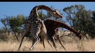 KNOCK DOWN Brutal Giraffe Fight on Safari at Pilanesberg South Africa Very Rare [upl. by Ainelec195]