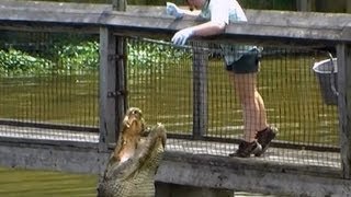 FEEDING Alligators Raw Chicken  North Myrtle Beach Alligator Adventure [upl. by Nodroj]