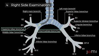 Flexible Bronchoscopy and Bronchoalveolar Lavage BAL [upl. by Aivatnwahs]