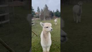 Alpaka having fun alpaca cute alpacalove denmark farmlife [upl. by Socrates]