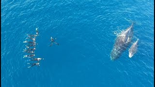 Nager avec les baleines et les dauphins Fait pour vous ou pas Fait pour vous [upl. by Atteoj]