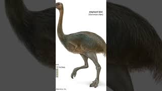 Elephant Bird interesting facts facts factsoflife factshorts [upl. by Edita747]