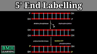 5 End Labelling  End Labelling Of DNA [upl. by Allcot850]