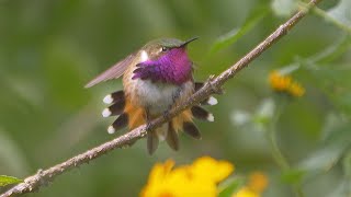 Winethroated Hummingbird and its call [upl. by Llenhoj212]