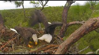 AEF NEFL Eagle Cam 10918 After the Rain [upl. by Ilbert471]