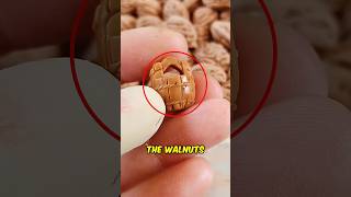 Walnut Art 😳 [upl. by Ennyrb]