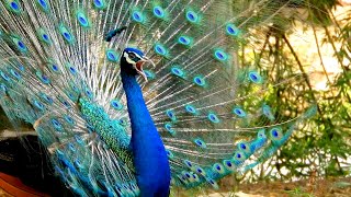 Some live Peacock sounds screams and calls 4k [upl. by Nirrat]