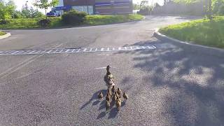 Baby duckling rescued from the drain [upl. by Bilicki]