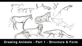 Drawing Animals for Beginners  Part 1  Structure amp Form [upl. by Low]