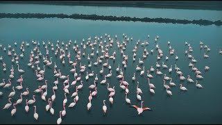 Visit Comacchio  Troveremo i fenicotteri [upl. by Pool396]