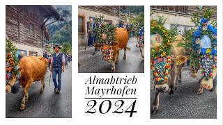 🇦🇹Almabtrieb🐮MAYRHOFEN 2024❤️🐄 Austria Zillertal 05102024 [upl. by Azeel]