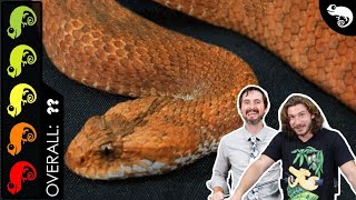 Death Adder The Best Pet Snake [upl. by Eijneb]