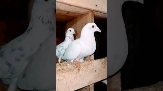 Madrashi Kalduma amp Kasmaduma Kabutar pigeon racerkabootar youtubeshorts trending racerpigeon [upl. by Auohp]