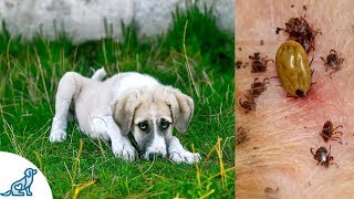 Symptoms of Lyme Disease in Dogs And Why Its SO Dangerous  Professional Dog Training Tips [upl. by Kancler]