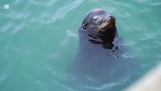 most beautiful nature animal sealsealion video [upl. by Rhpotsirhc]