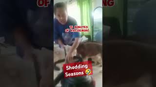 Shedding Season 😁 Shedding husky everseen beabadoobee [upl. by Adnuhsor]