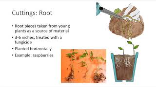 Asexual Plant Propagation [upl. by Herbert]